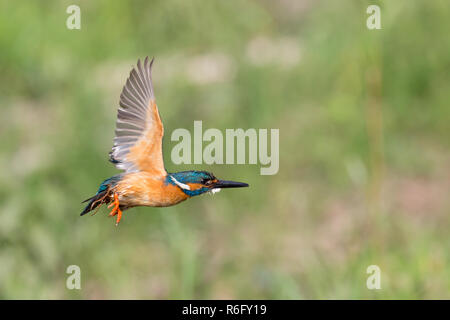 kingfisher bird in flight (Alcedo atthis) Stock Photo