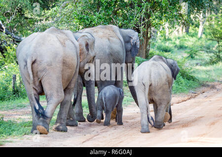 Elephant Family in Sri Lanka Game Park crossing street. elephant family on the move towards a water hole Stock Photo