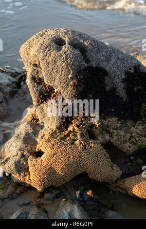 Colony of segmented worms form a honeycomb of sand and shell fragments as a home on a beach on the Gower near The Mumbles, Swansea, Wales Stock Photo