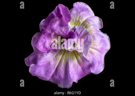 purple petunia variety Stock Photo
