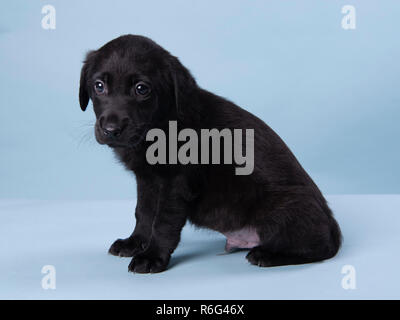 cute black labrador puppy, professional puppy photography Stock Photo