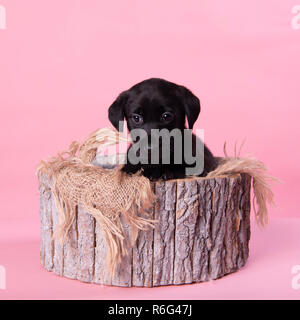 cute black labrador puppy, professional puppy photography Stock Photo