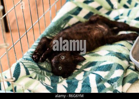 A small black kitty lying in a cage. Stock Photo