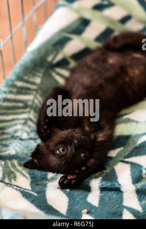 A small black kitty lying in a cage. Stock Photo