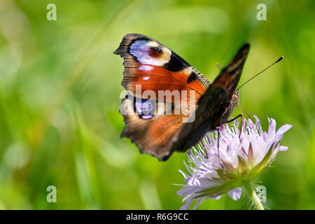 Peacock butterfly on a blossom in the summer. Stock Photo
