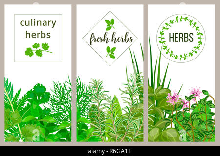 Farm fresh cooking herbs. Set of culinary cards. Greenery, basil, vector icon, Hydroponik Stock Photo