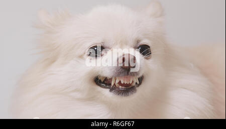 White Pomeranian dog angry Stock Photo