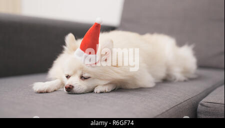 White Pomeranian dog with Santa Claus hat and lying on sofa Stock Photo