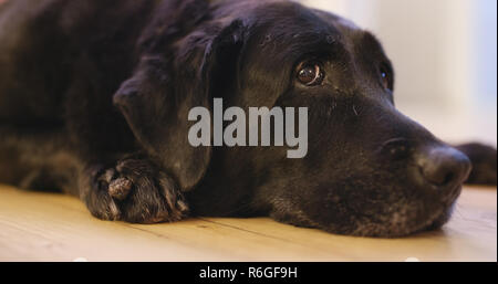 Black Labrador Retriever lying down on floor Stock Photo