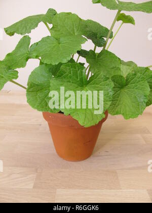 japanese horseradish,wasabi,wasabia japonica,in flowerpot Stock Photo