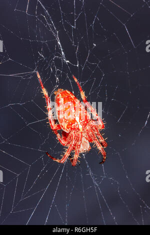a large orange spider araneus on the web Stock Photo