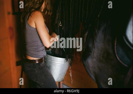 female horseman holding a bucket of water quenching thirst  Friesian horse, in a stable on a farm, caring for thoroughbred pets Stock Photo