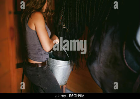 female horseman holding a bucket of water quenching thirst  Friesian horse, in a stable on a farm, caring for thoroughbred pets Stock Photo