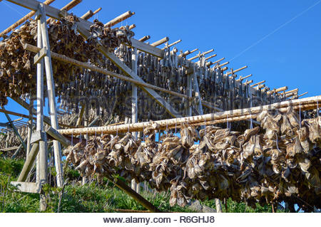 Typical drying flake for Stockfish in Lofoten, Northern Norway Stock ...