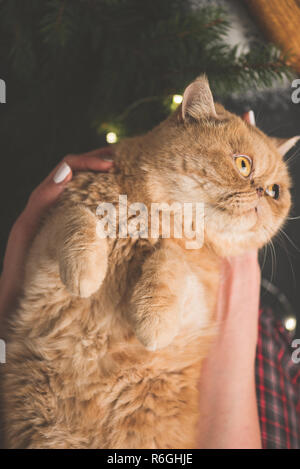 Ginger exotic cat with cute paws. Christmas cat laying on hands Stock Photo