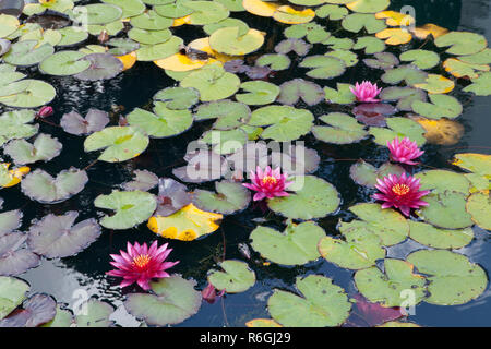Water lilies and lily pads at Bodnant Gardens in Wales Stock Photo