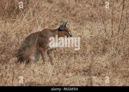 Ngorongoro Crater, Young Caracal hunting . Stock Photo