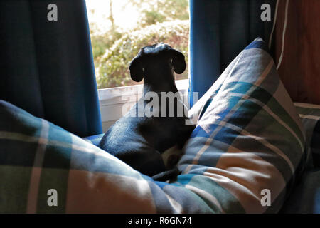 Dachshund looking out window Stock Photo