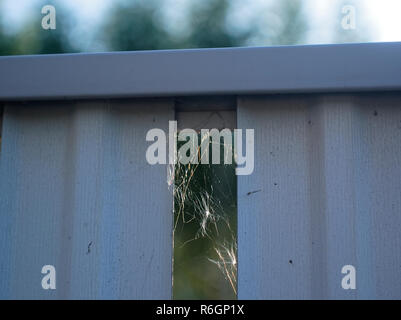 dandelion seeds in the web on the fence, Russia Stock Photo