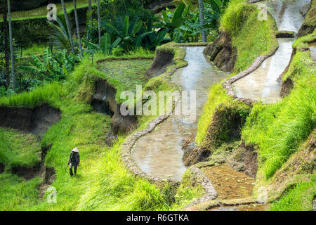 Unrecognizable agricultural worker climbing among Balinese rice terraces at Tegallalang near Ubud