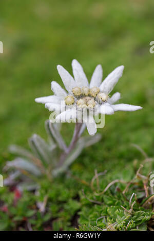 Edelweiss (Leontopodium nivale) flower in summer, native to the Alps, Pyrenees, Jura, Carpathian Mountains, Balkan mountain range and Apennines Stock Photo