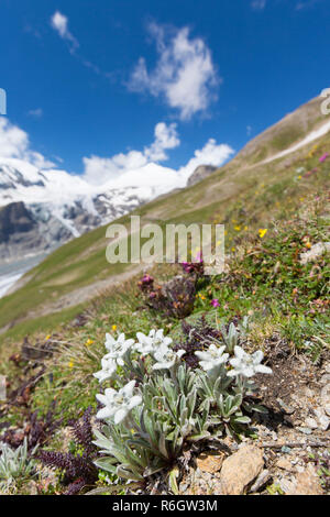 Edelweiss (Leontopodium nivale / Leontopodium alpinum) in flower on mountain slope, Hohe Tauern National Park, Austrian Alps, Carinthia, Austria Stock Photo