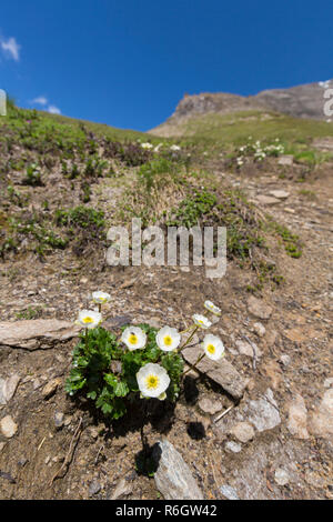 Alpine crowfoot / Alpine buttercup (Ranunculus alpestris) in flower on mountain slope, Hohe Tauern National Park, Austrian Alps, Carinthia, Austria Stock Photo