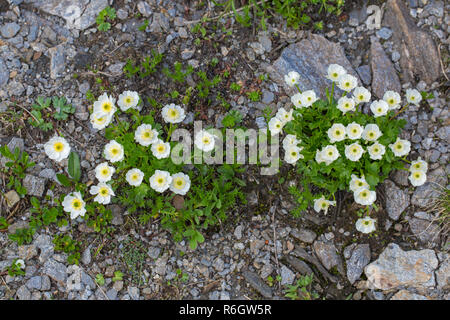 Alpine crowfoot / Alpine buttercup (Ranunculus alpestris) flowers in summer, native to the Alps, Pyrenees, Carpathian Mountains, and Apennines Stock Photo