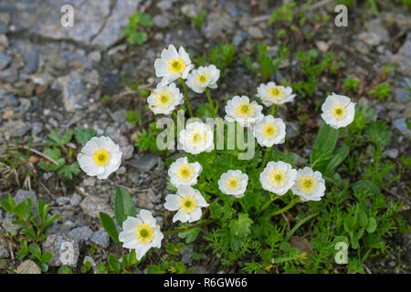 Alpine crowfoot / Alpine buttercup (Ranunculus alpestris) flowers in summer, native to the Alps, Pyrenees, Carpathian Mountains, and Apennines Stock Photo