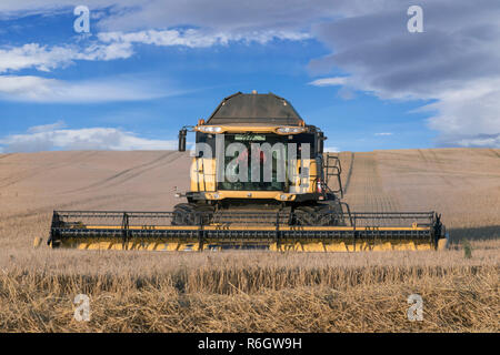 Combine harvester / combine harvesting grain crop in summer Stock Photo