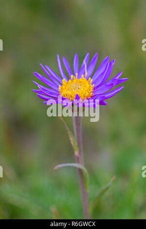 Alpine aster / blue Alpine daisy (Aster alpinus) in flower native to European Alps Stock Photo