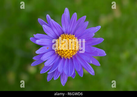Alpine aster / blue Alpine daisy (Aster alpinus) in flower native to European Alps Stock Photo