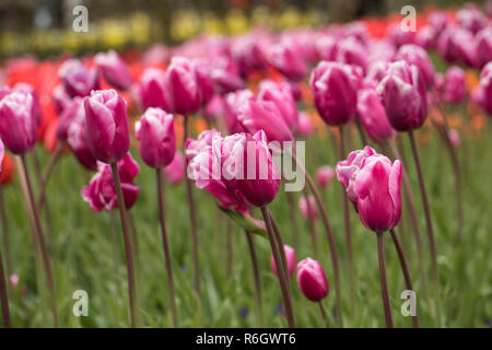 Colorful tulips flowers blooming in a garden Stock Photo