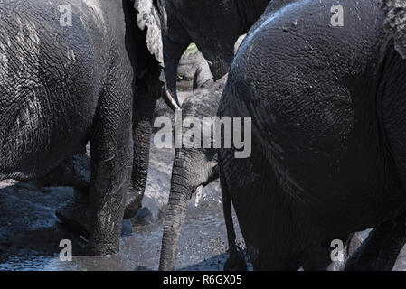 Elephant group at the mud bath in the Chobe River, Botswana.