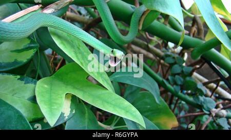 male rough grass snake (opheodrys aestivus) in threatening pose Stock Photo