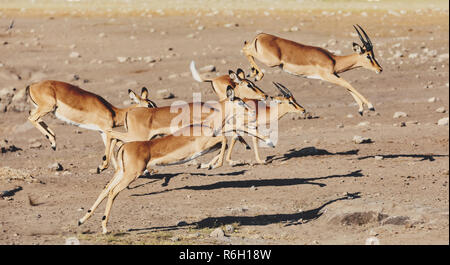 jumping Impala antelope female (Aepyceros melampus) Etosha Namibia, Africa safari wildlife and wilderness Stock Photo