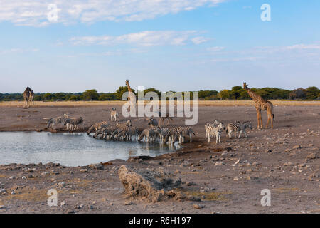 group of Giraffe camelopardalis and zebra on Etosha National park waterhole, Namibia safari wildlife Stock Photo