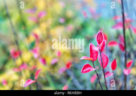 Autumn foliage concept. Red and colorful leaves branch close up. Autumn leaf color phenomenon affects normally green leaves take on various shades of red. Autumn season. Colorful autumn leaves. Stock Photo