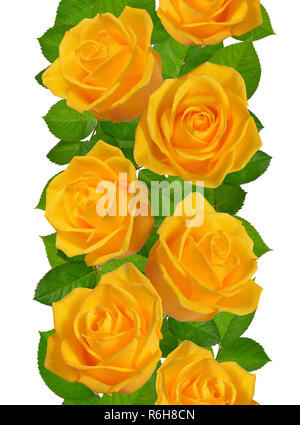 Vertical Seamless border with yellow roses. Isolated on white background. Stock Photo