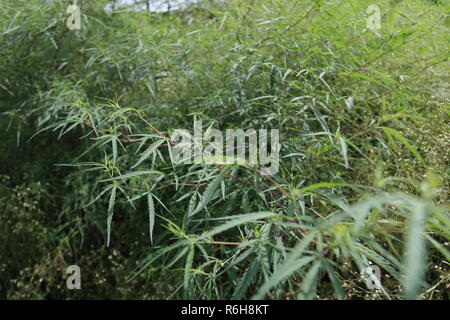 Cannabis grows wild in many parts of Himachal Pradesh, India Stock Photo