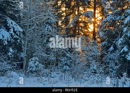 Evening light on snow-dusted trees in early winter, Greater Sudbury, Ontario, Canada Stock Photo