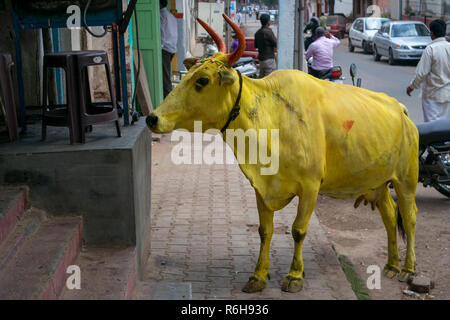 A sacred cow painted yellow during the indian holi colour festival wonders a street in india. Stock Photo