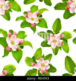 Seamless background with Apple flowers isolated on white. Stock Photo