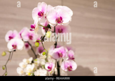 Delicate White and Pink Orchids on Display at Botanic Gardens in Singapore Stock Photo