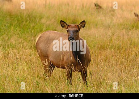 Elk cow closeup portrait in grassy meadow in Colorado, Rocky Mountains, USA Stock Photo