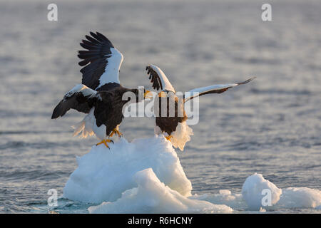 Steller's sea eagle or Haliaeetus pelagicus in Hokkaido Japan during winter migration Stock Photo