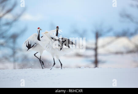 Red Crowned Crane at Kushiro Hokkaido Japan Stock Photo - Alamy