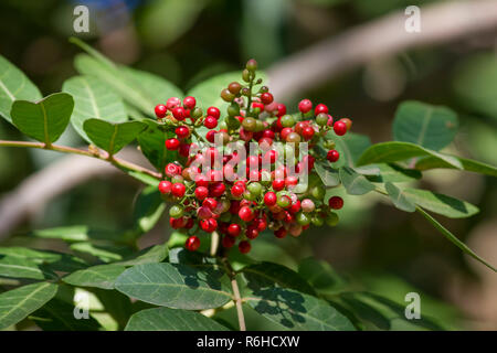 Pistacia lentiscus commonly known as lentisk or mastic, red fruits on the tree Stock Photo
