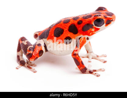 Poison dart or arrow frog, Red Frog Beach, Bastimentos, Bocas del Toro, Panama. Tropical poisonous rain forest animal, Oophaga pumilio isolated on a w Stock Photo