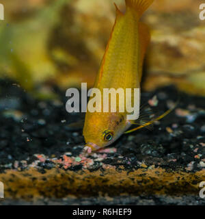 A macro shot of a feeding gold honey gourami tropical fish. Stock Photo